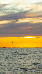 a seagull flying over the sunset sea in Netherlands