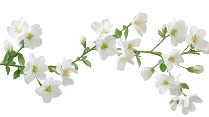 Fototapeta premium Branch of white lilac flowers with green leaves isolated on white background 