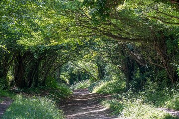 Halnaker Tree Tunnel South Downs National Park West Sussex England in the Summer