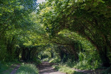 Halnaker Tree Tunnel South Downs National Park West Sussex England in the Summer