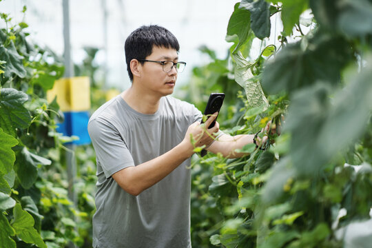 asian farmer using smart phone in greenhouse