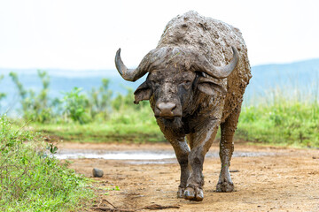 Old Affrican Buffalo (Syncerus caffer) bull walking after a mud bath in Hluhluwe Imfolozi National...