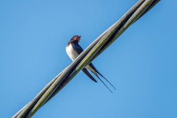 swallow a small bird with dark glossy blue backs red throat pale underparts and long tail streamers perched on a power cable with blue sky in the background