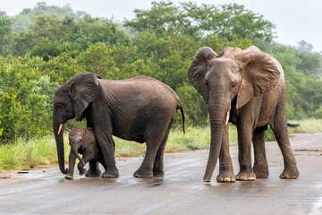Elephants walking around in the rain in the green season in the Kruger National Park in South Africa