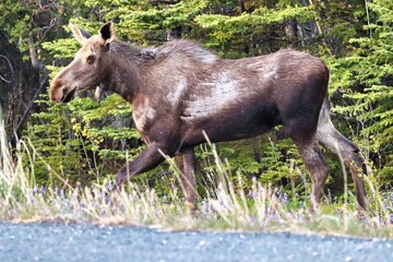 Yukon Territories, Canada