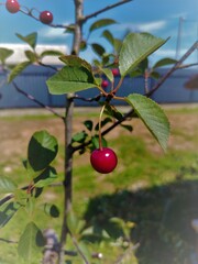 Closeup of sour cherries on cherry tree.