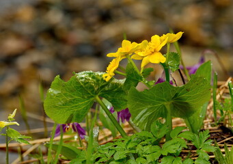 Russia, Kuznetsky Alatau. Blooming of marsh Kaluzhnitsa on the marshy banks of the Tom River.