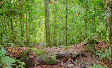 Danum Valley Conservation Area, one of the oldest rainforests in the world, Borneo, Malaysia.