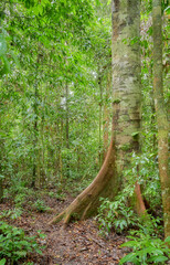 Obraz premium Danum Valley Conservation Area, one of the oldest rainforests in the world, Borneo, Malaysia.
