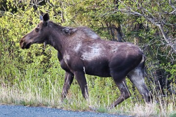 Yukon Territories, Canada