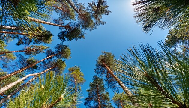tall pine trees reaching towards a clear blue sky - Powered by Adobe