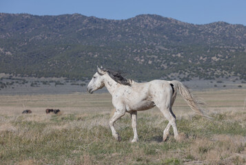 Wild Horse in the Utah Desert in Springtime