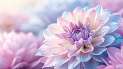 Fototapeta premium Dahlia's Dream: A captivating close-up of a soft dahlia, its delicate petals radiating a spectrum of pastel hues, symbolizing beauty and serenity.