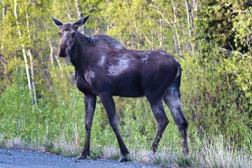 Yukon Territories, Canada
