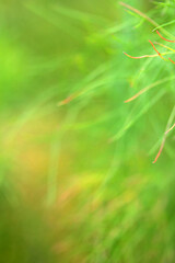 Among the green and yellow grass.