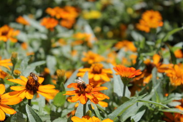 orange flowers in the garden