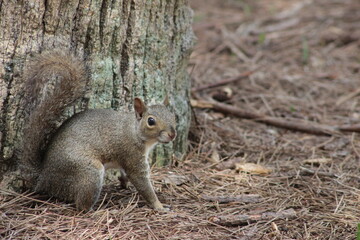 squirrel in the forest