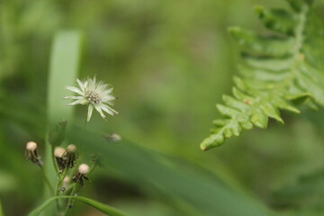 flower in the meadow