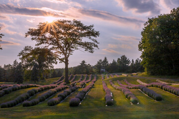 A breathtaking view of lavender fields at sunset in Southern Ontario, capturing the tranquil beauty and vibrant colors of nature.