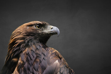 close up of an eagle