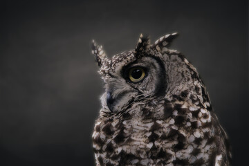 great horned owl