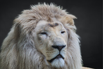 close up portrait of a lion