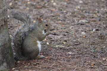 squirrel in the park