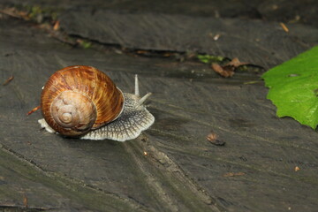 snail on a leaf