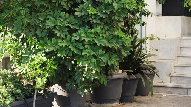 A vibrant dwarf umbrella tree, Schefflera in a dark pot stands near marble stairs and a doorway. Other green plants with slender leaves add natural beauty to this outdoor entrance in Athens Greece