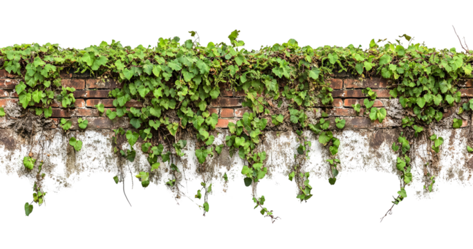 Lush Green Ivy Vines Adorning an Old Brick and Concrete Wall Overlay on Black