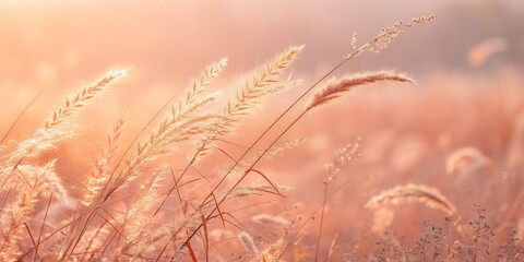 Golden Meadow Sunlit Grasses in Warm Light, nature, field