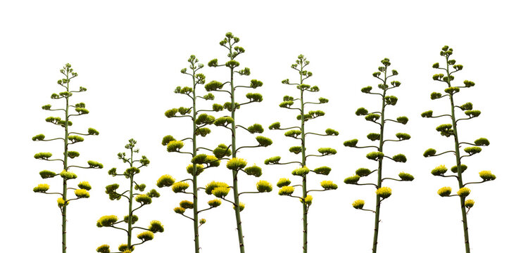 Flora of Gran Canaria - Agave americana, sentry plant, introduced and invasive species, horizontal border of tall inflorescences isolated on white