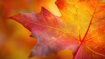 Close-up of a vibrant autumn maple leaf showing intricate veins with warm red, orange, and yellow hues in soft focus.