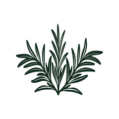 Rosemary Herb Vector Illustration