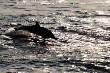 silhouette of striped dolphin jumping outside at sunset