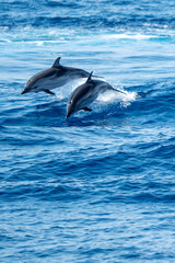 happy striped dolphins jumping outside at sunset