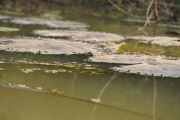 Frog sitting peacefully on a lotus leaf in a calm pond, symbolizing balance, nature’s beauty, and tranquil harmony	