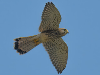 Common Kestrel or Eurasian Kestrel (Falco tinnunculus) in flight with blue sky background
Tiny...