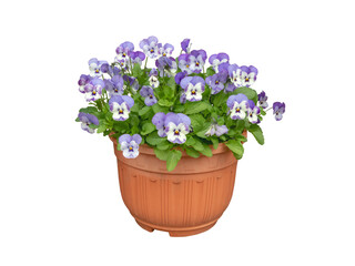Light purple garden pansy in pot isolated transparent png . Viola × wittrockiana blooming plant.
