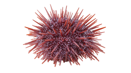 live sea urchin, isolated, transparent, png, background, cutout