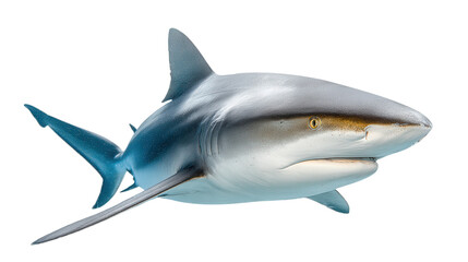 Fototapeta premium shark, isolated, transparent, png, background, cutout