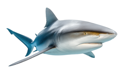 shark,  isolated, transparent, png, background, cutout