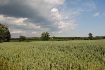 wheat field and blue sky