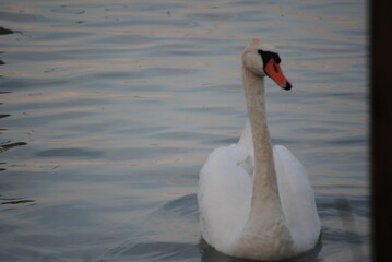 swan on the lake © Tamas