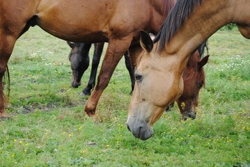 Obraz premium horse eating grass