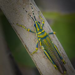 Vibrant Poekilocerus pictus painted grasshopper ak aak grasshopper often perched Calotropis plant colorful toxic species found across South Asia popular in macro photography