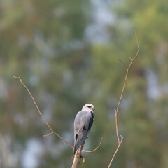 Black-winged Kite (Elanus caeruleus) perched on tree

Graceful raptor with black wing patches, piercing red eyes. Looks like an owl, hovers over open fields, hunts rodents