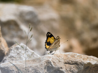 Yellow pansy butterfly Junonia hierta on natural background. Colorful wild butterfly with eye spots, wings open. Macro closeup meadow wetland Pakistan insect pollinator beauty
