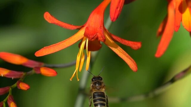 A bee lands on a reddish orange crocosmia flower.

