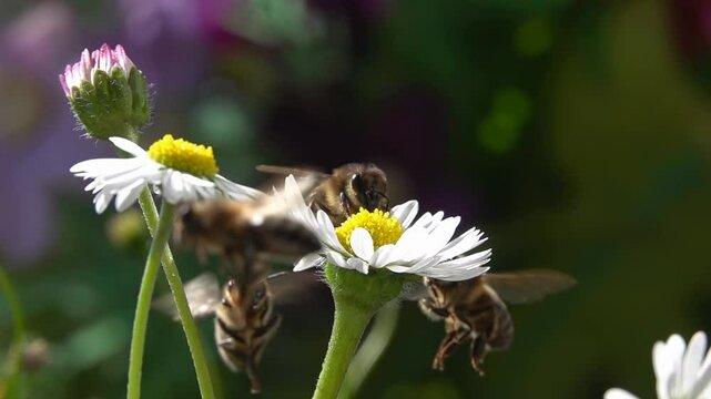Bee flying over flowers. Close-up view. Slow motion. Daisy flowers